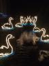Sevens Swans A'Swimming